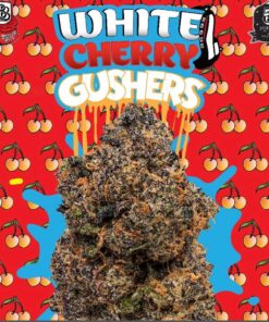 White Gushers Strain