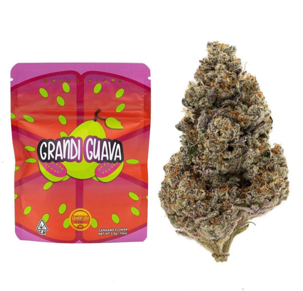 Grandiflora Grandi Guava Scottie Strains