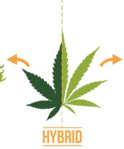 Hybrid Strain