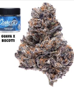 Connected | Guava x Biscotti