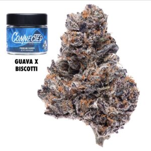 Connected | Guava x Biscotti