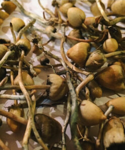 Buy liberty caps Online