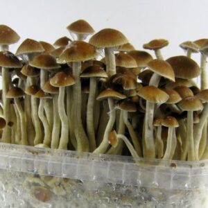 Mexican Shrooms