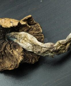 Golden Teacher | Shrooms | Mushroom